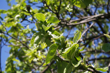 Quince tree fresh new green leaves on branch against blue sky. Cydonia oblonga in the garden on springtime
