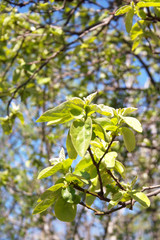 Quince tree fresh new green leaves on branch against blue sky. Cydonia oblonga in the garden on springtime
