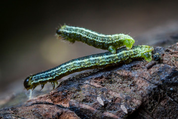 Macro photo d'insectes