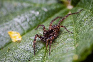 Macro photo d'insectes