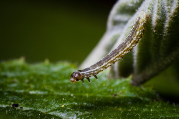 Macro photo d'insectes