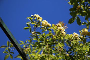Arbusto di rosa rampicante, in primavera, con fiori giallo pallido a mazzetti appena sbocciati, che...