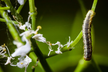 Macro photo d'insectes