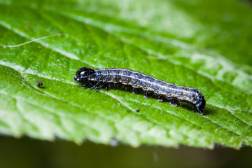 Macro photo d'insectes