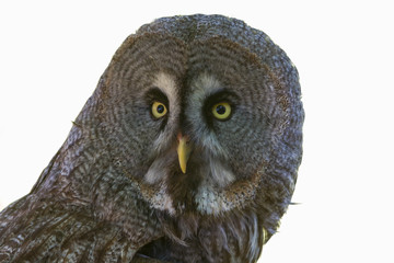 Portrait of a great grey owl.