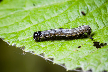 Macro photo d'insectes