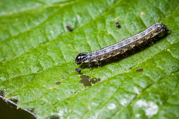 Macro photo d'insectes