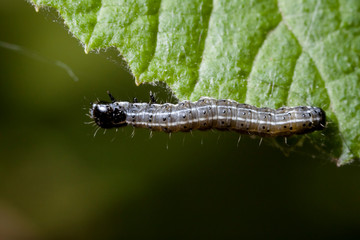 Macro photo d'insectes