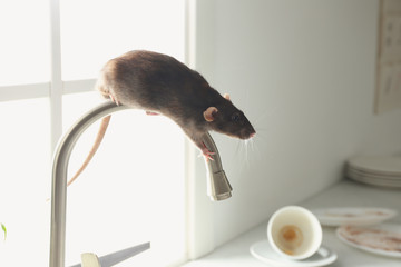 Rat on faucet in messy kitchen. Pest control