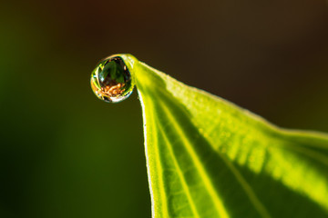 dew on leaf
