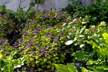 Petites fleurs pour massifs