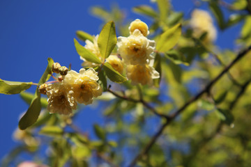 Arbusto di rosa rampicante, in primavera, con fiori giallo pallido a mazzetti appena sbocciati, che...