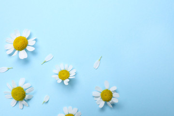 Beautiful chamomile flowers on light blue background, flat lay. Space for text