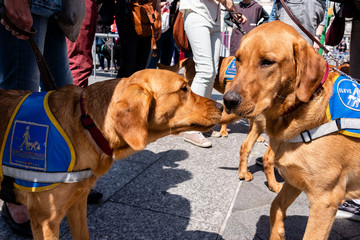 France Paris Démonstration de l'école des chiens guides