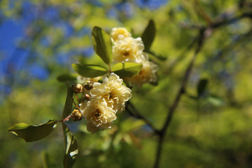 Arbusto di rosa rampicante, in primavera, con fiori giallo pallido a mazzetti appena sbocciati, che...