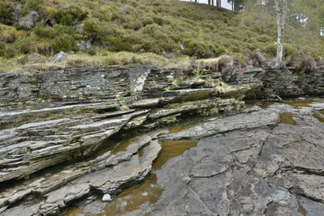 UK, Scotland, old stump in the forest, hdr
