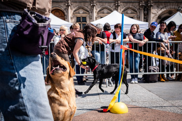 France Paris Démonstration de l'école des chiens guides