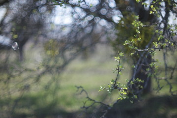  young leaves on old apple trees on a blurred background of an apple orchard