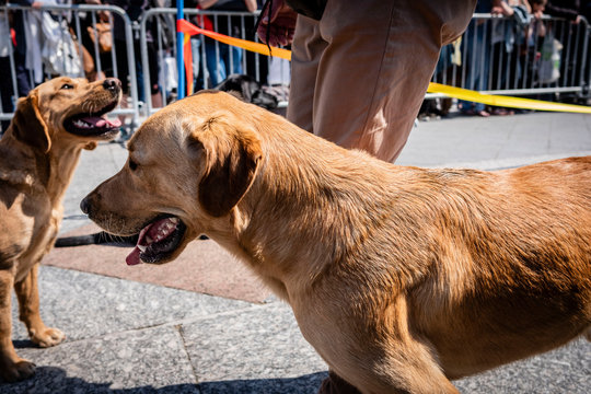 France Paris D&eacute;monstration de l'&eacute;cole des chiens guides