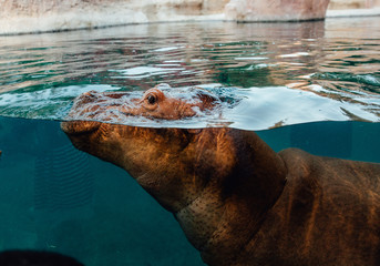 Hippopotamus underwater in a Zoo