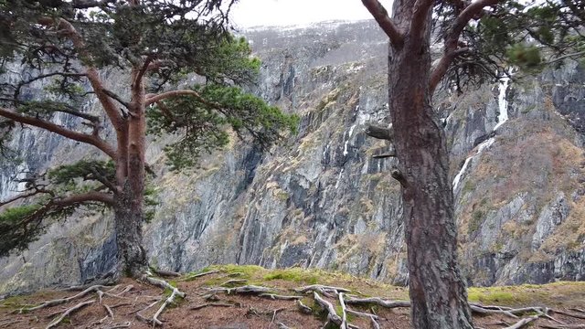 Dron sobrevuela a trav&eacute;s de dos arboles desvelando paisaje acantilado rocoso, en Noruega