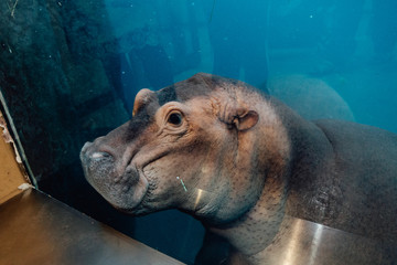 Hippopotamus underwater in a Zoo