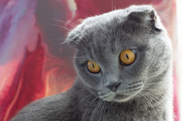 Scottish fold cat playing with mice beautiful