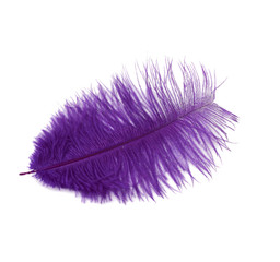 dyed purple ostrich feather isolated on white background