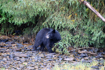 Neets Bay, Alaska / USA - August 18, 2019: Alaska black bear, Neets Bay, Alaska, USA