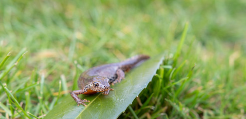 Salamander auf Blatt