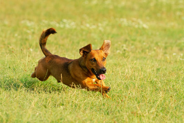 Cute mixed breed dog playing on a meadow. Age almost 2 years. Parson Jack Russell - German shepherd - Chihuahua mix.