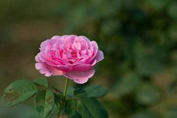 Coral rose flower in roses garden