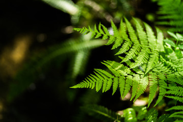 Fougère verte en forêt