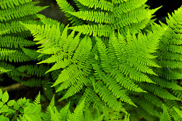 Fougère verte en forêt