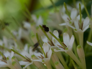 bee on a flower