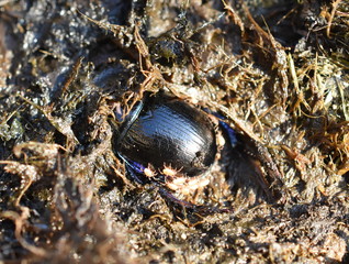 The dung beetle Anoplotrupes stercorosus digging into excrements