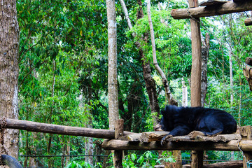 Bears at Kuang Si Bear Rescue Centre Near Launag Prabang in Laos
