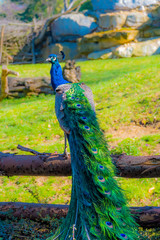 Fototapeta premium Indian peafowl, Blue peafowl, beautiful spectacular fan, portrait of beautiful peacock.