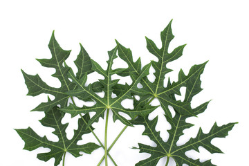 Tropical leaf isolated, Green leaves on white background.