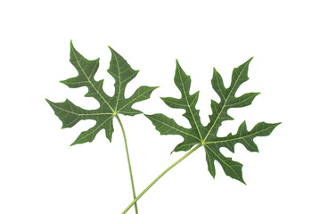 Tropical leaf isolated, Green leaves on white background.