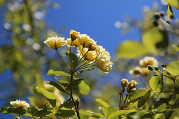 Arbusto di rosa rampicante, in primavera, con fiori giallo pallido a mazzetti appena sbocciati, che...