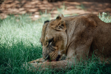 lioness sitting on the grass while eating a piece of meat