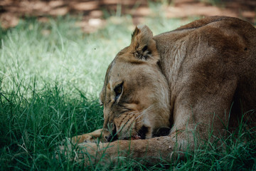 lioness sitting on the grass while eating a piece of meat