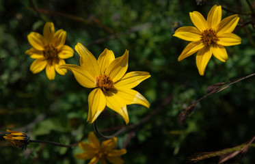 yellow flowers in the garden