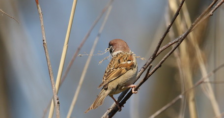 Tree sparrow on branch with twig, passer montanus