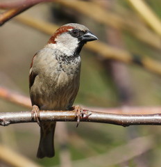 House Sparrow on branch, Passer domesticus