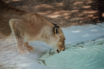 Fototapeta na wymiar Lion drinking at waterhole