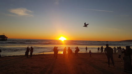 Sunset in the Pacific ocean in Los Angeles. With a Seagull. Horizontally and vertically