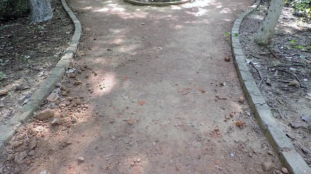 Parted road in the jungle