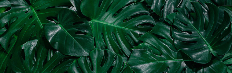 Monstera green leaves or Monstera Deliciosa in dark tones, background or green leafy tropical pine forest patterns for creative design elements. Philodendron monstera textures © eakarat